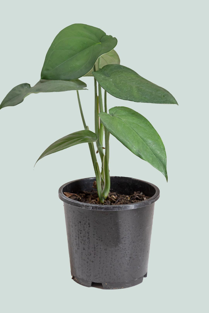 Syngonium chiapense - 1L / 14cm / Small