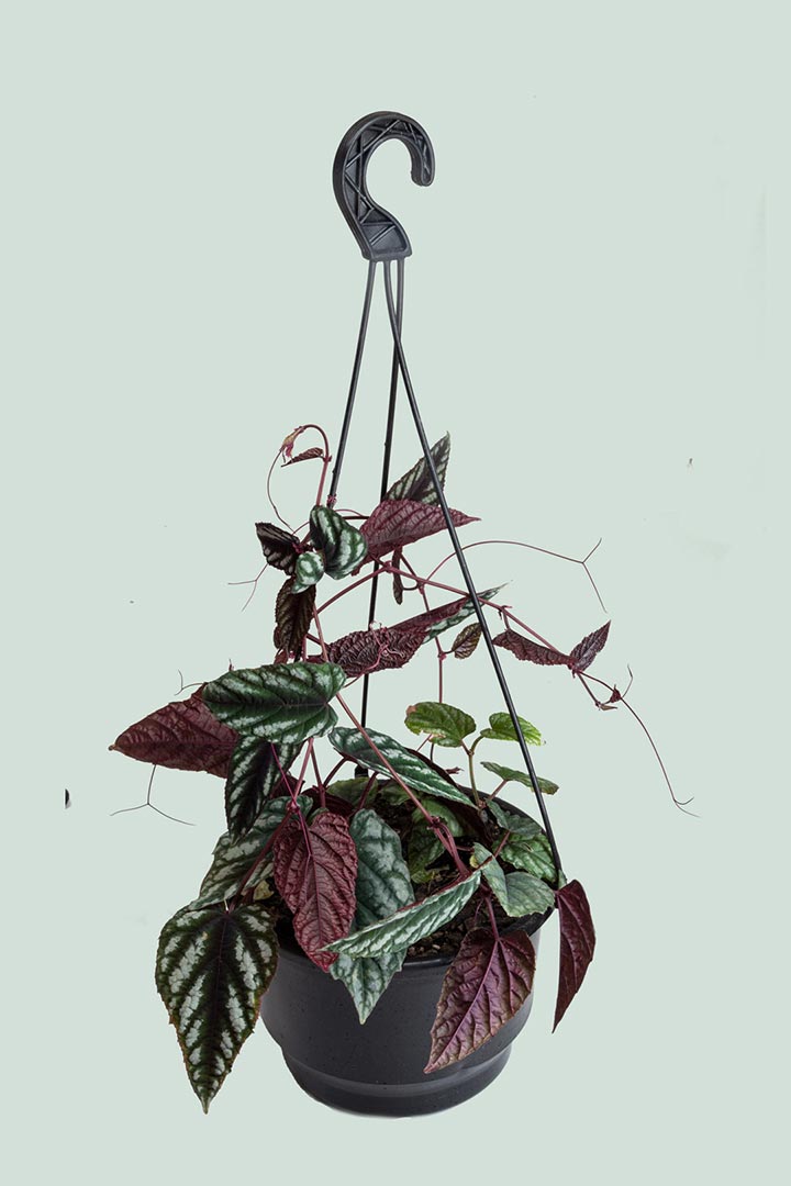 Cissus discolor Begonia Vine Indoor Plant
