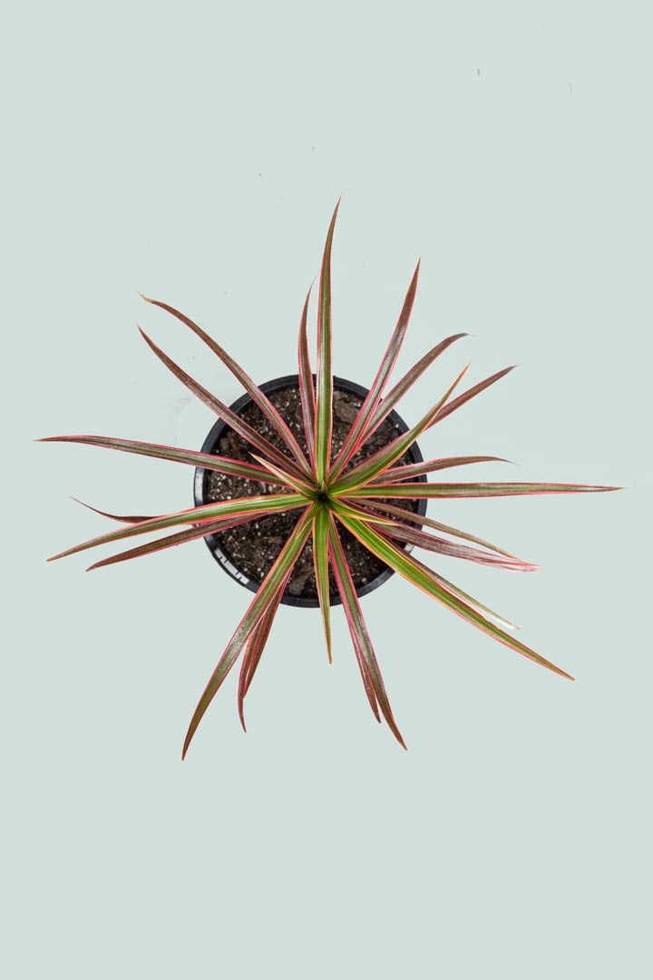 'Colourama' Dragon Tree - Dracaena marginata - 1L / 14cm / Small