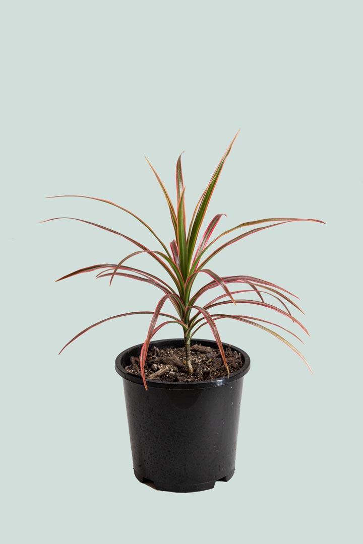 'Colourama' Dragon Tree - Dracaena marginata - 1L / 14cm / Small