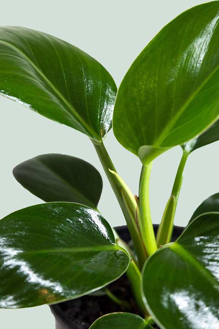 philodendron apple green Apple Congo - Philodendron selloum - Indoor Plant