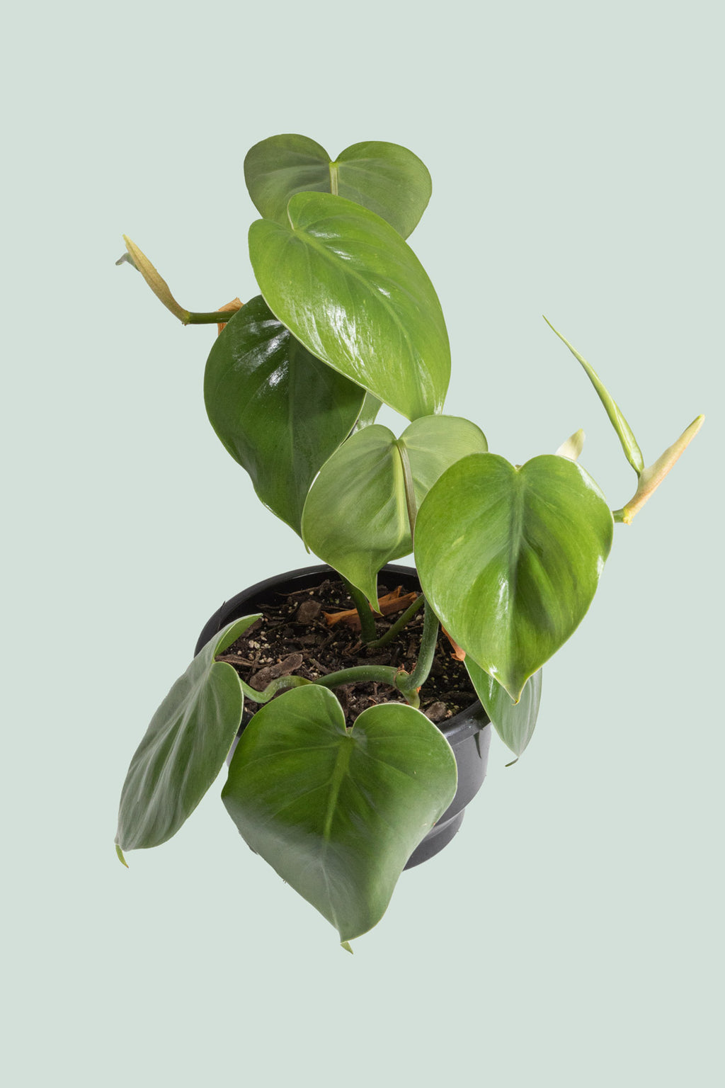 philodendron heart leaf nz Heart Leaf - Philodendron hederaceum