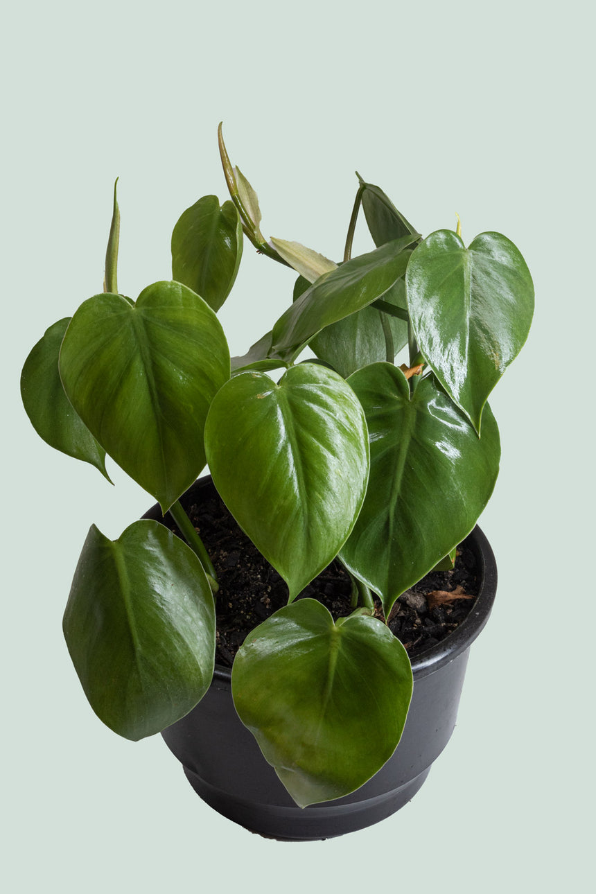 Heart Leaf - Philodendron hederaceum - 2L / 17cm / Medium