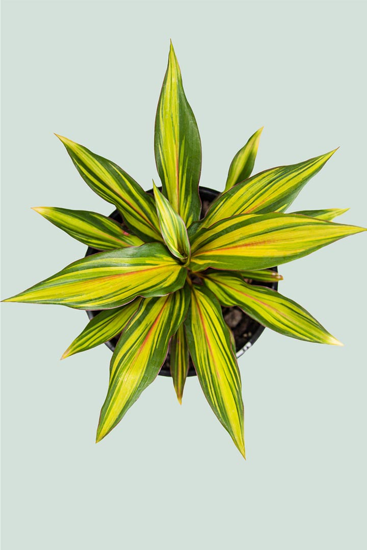 Cordyline Celestial Dawn