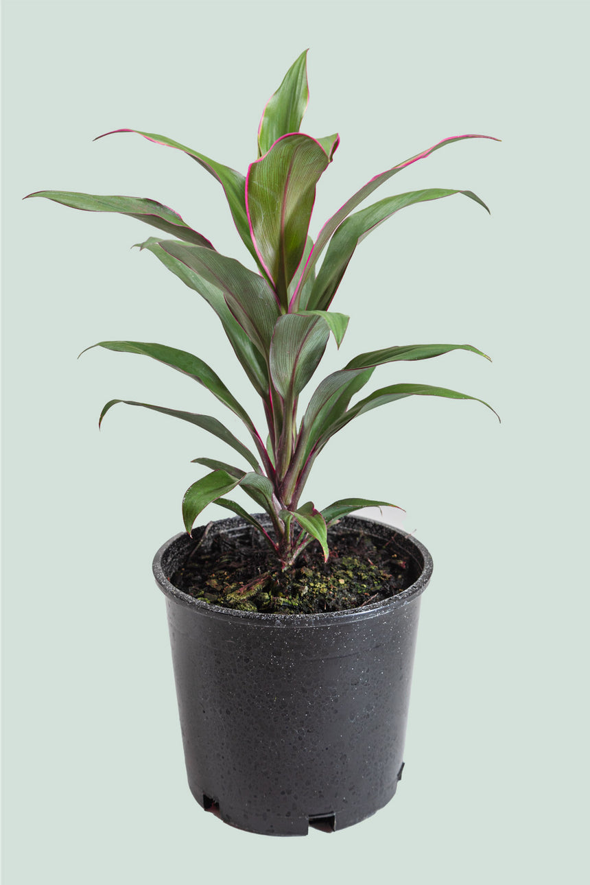 Pink Edge - Cordyline fruticosa - 1L / 14cm / Small