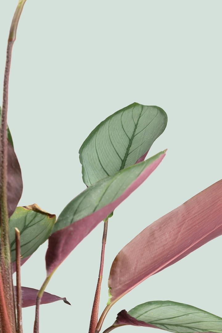Ctenanthe setosa grey star leaf