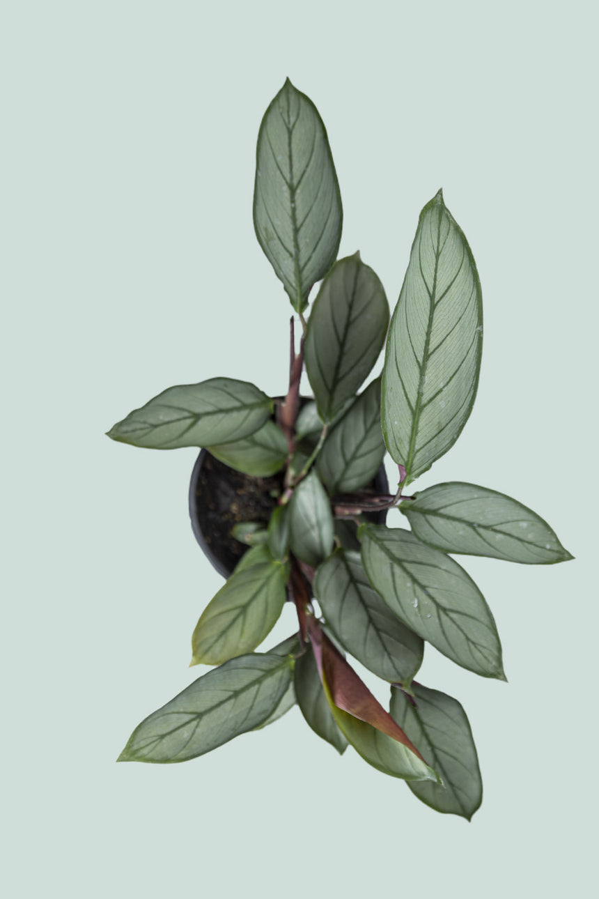 Ctenanthe setosa - Grey Star - 1.3L / 14cm / Small