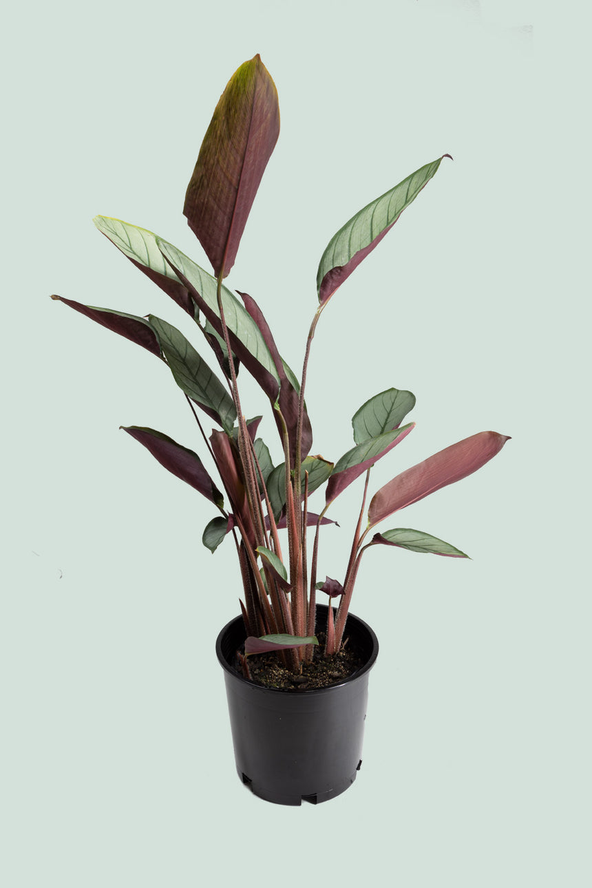 Ctenanthe setosa - Grey Star - 2.5L / 17cm / Medium