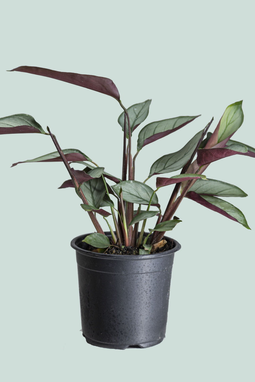 Ctenanthe setosa - Grey Star - 1.3L / 14cm / Small