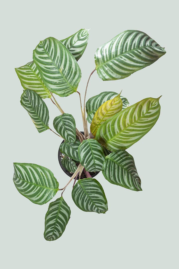 Ctenanthe Marx Indoor Plant NZ