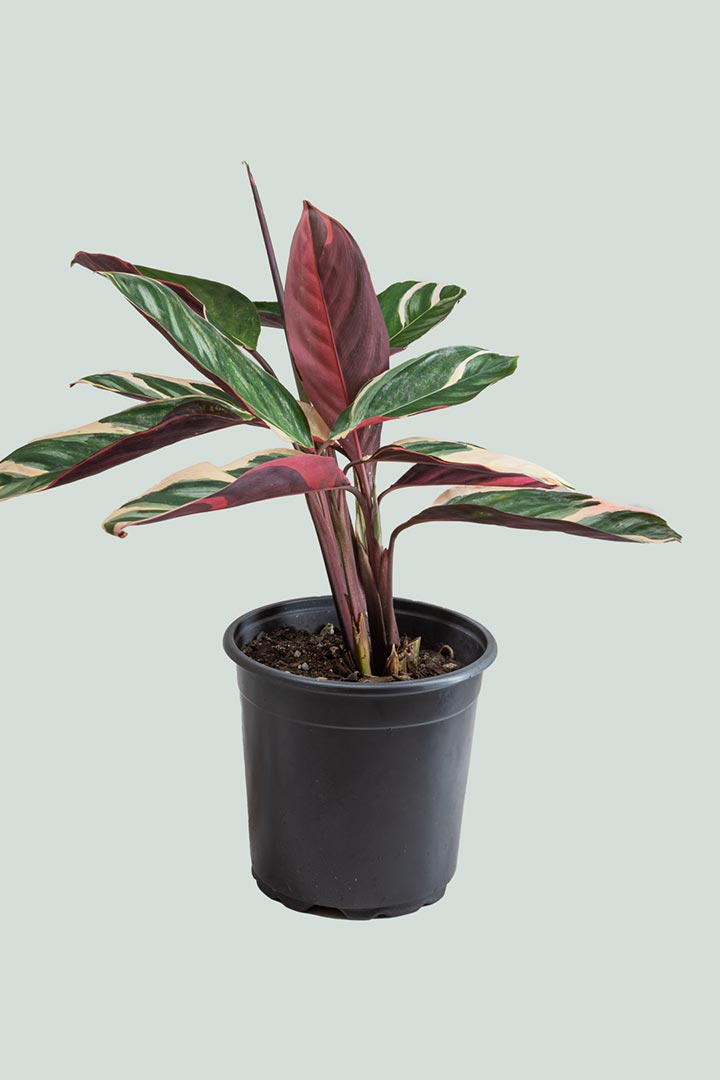 Ctenanthe oppenheimiana tricolor