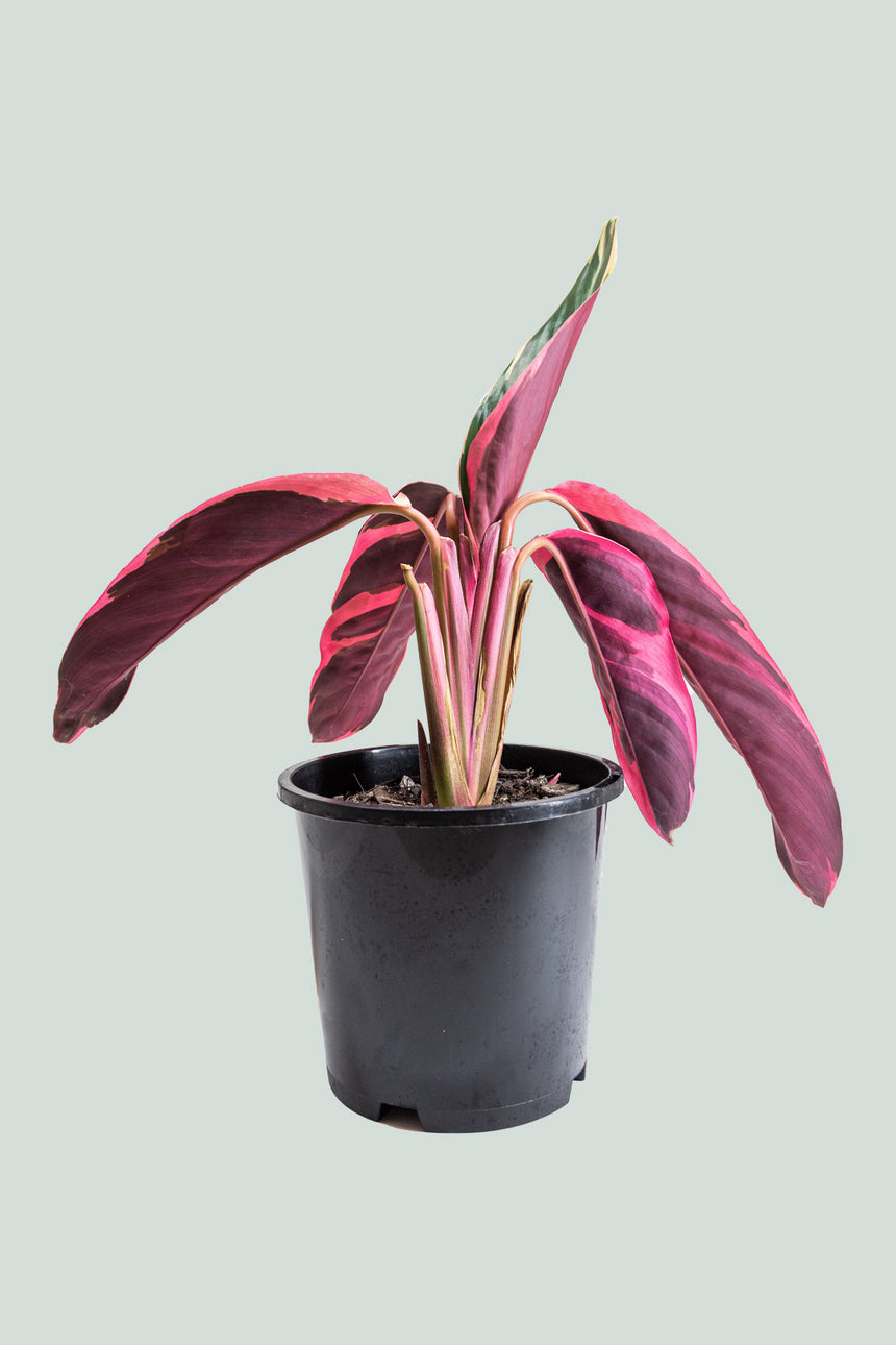Stromanthe sanguinea - Triostar  - 1L / 14cm / Small
