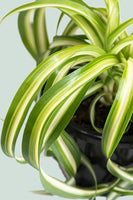 Curly Spider Plant NZ