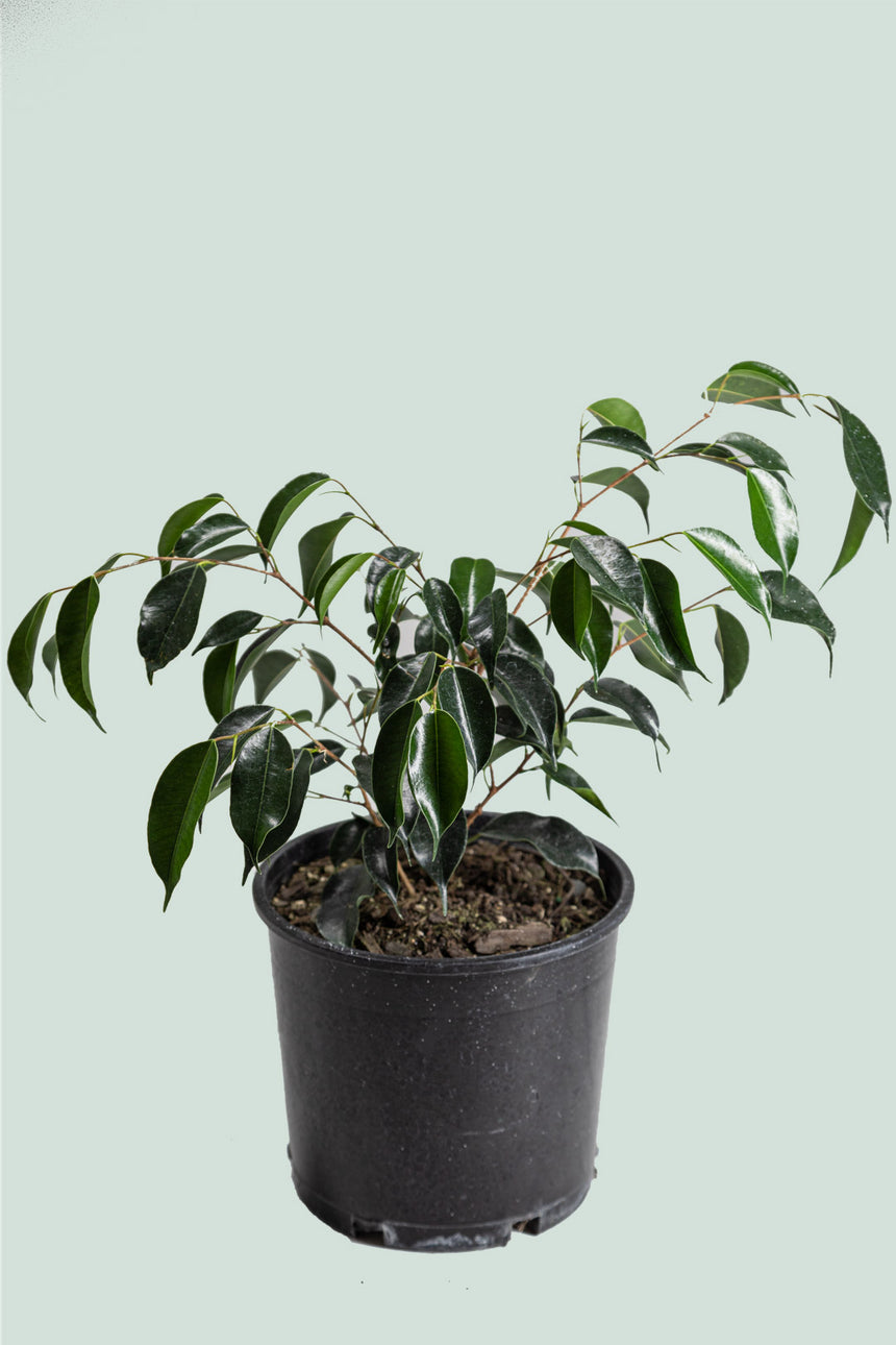 Danielle - Dark & Compact - Weeping Fig - Ficus benjamina - 2.5L / 17cm / Medium