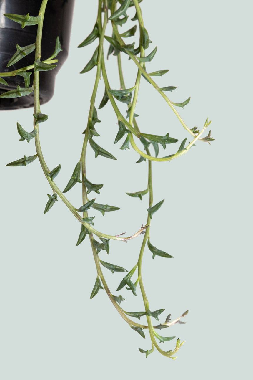 Senecio peregrinus - String of Dolphins - 2L / 17cm / Medium