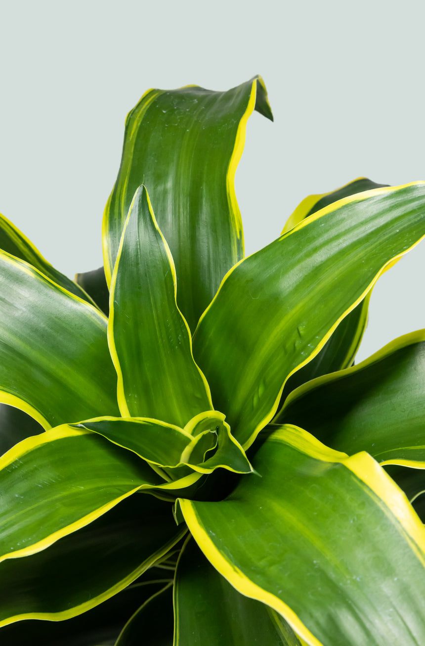 Dorado - Dracaena fragrans - 10L / 25cm / Large