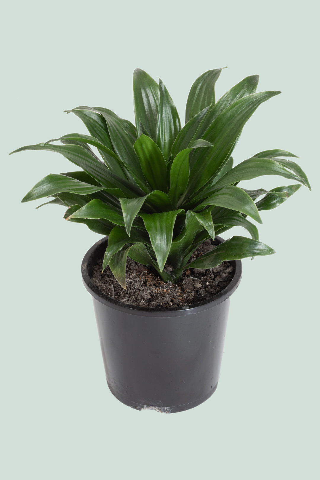 Dracaena compacta - 1L / 14cm / Small