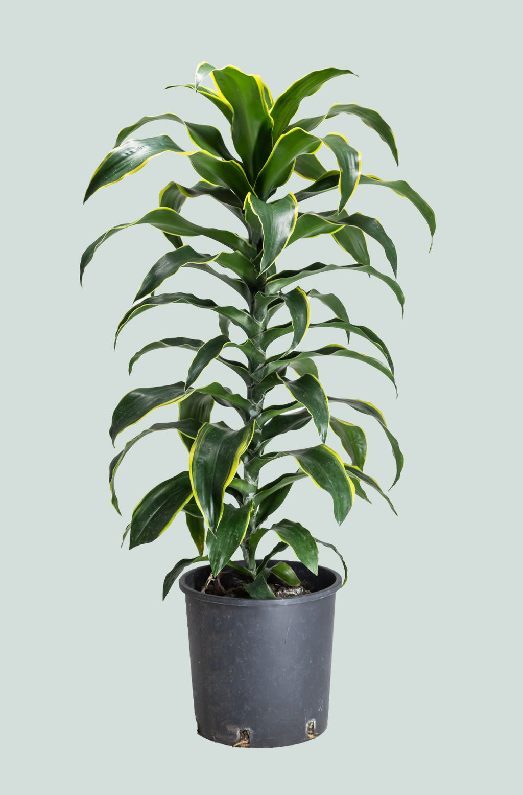 dorado dracaena plant Dorado - Dracaena fragrans - Indoor Plant