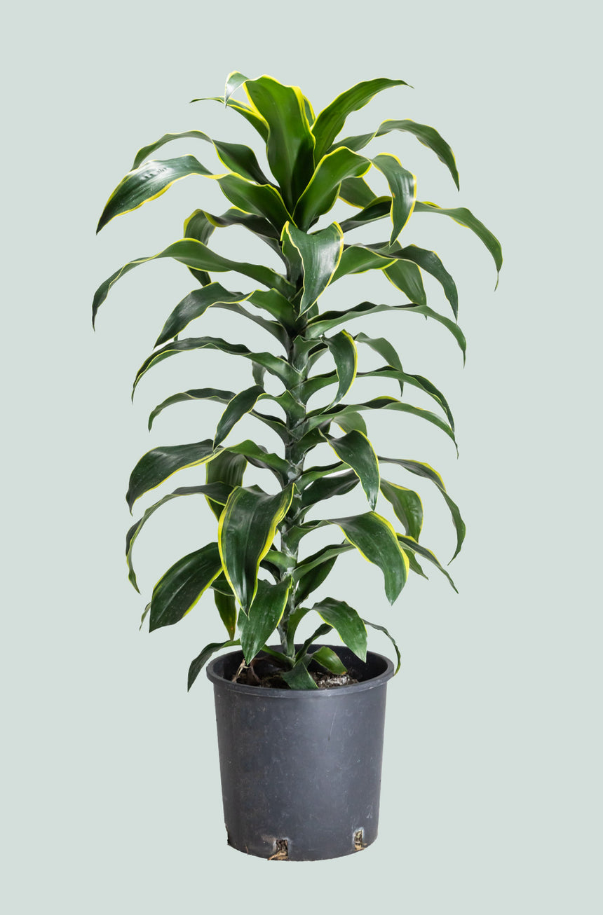 Dorado - Dracaena fragrans - 10L / 25cm / Large