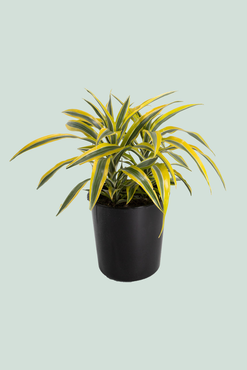 Lemon Lime - Dracaena fragrans - 10L / 25cm / Large