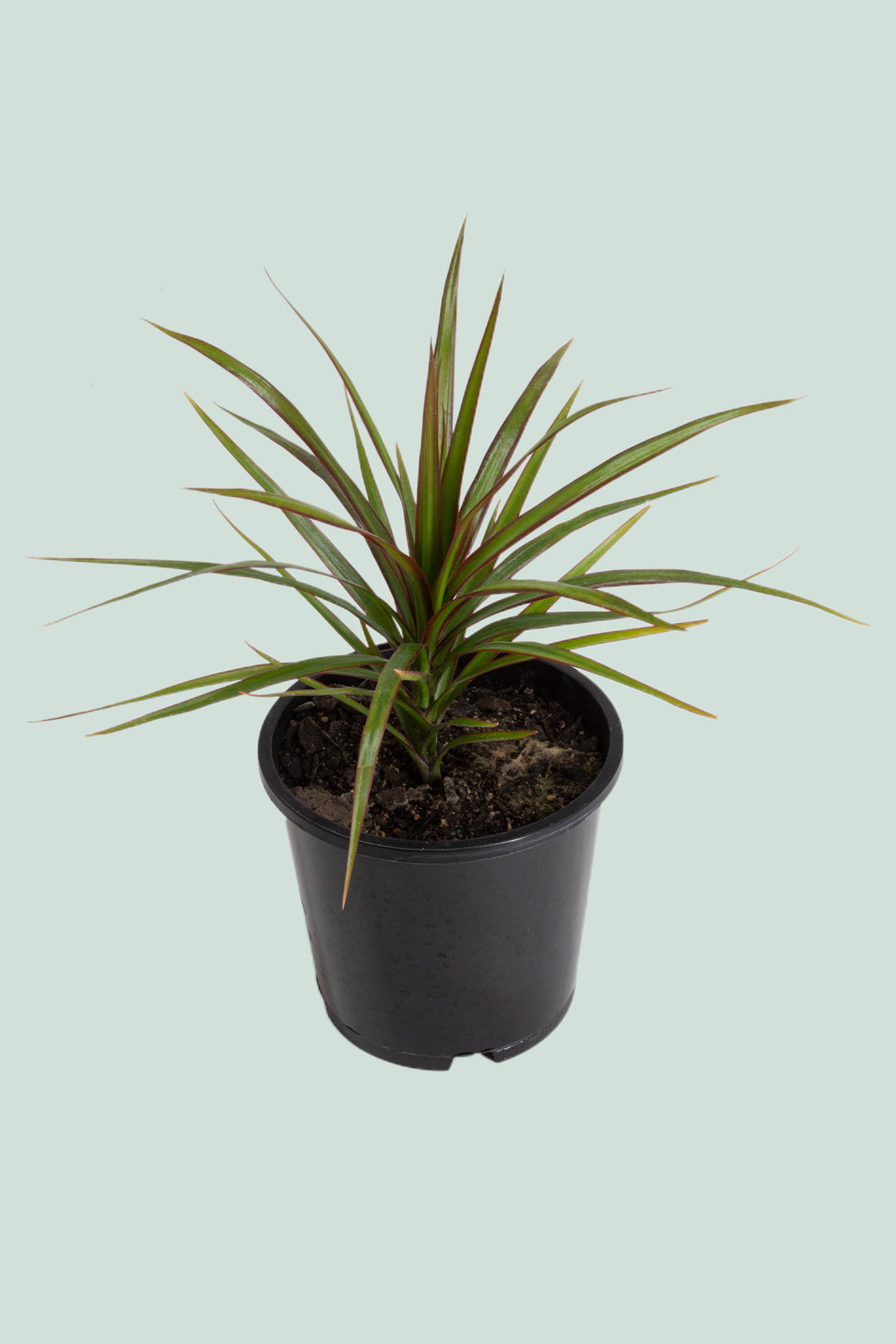 Dragon Tree - Dracaena marginata - 1L / 14cm / Small