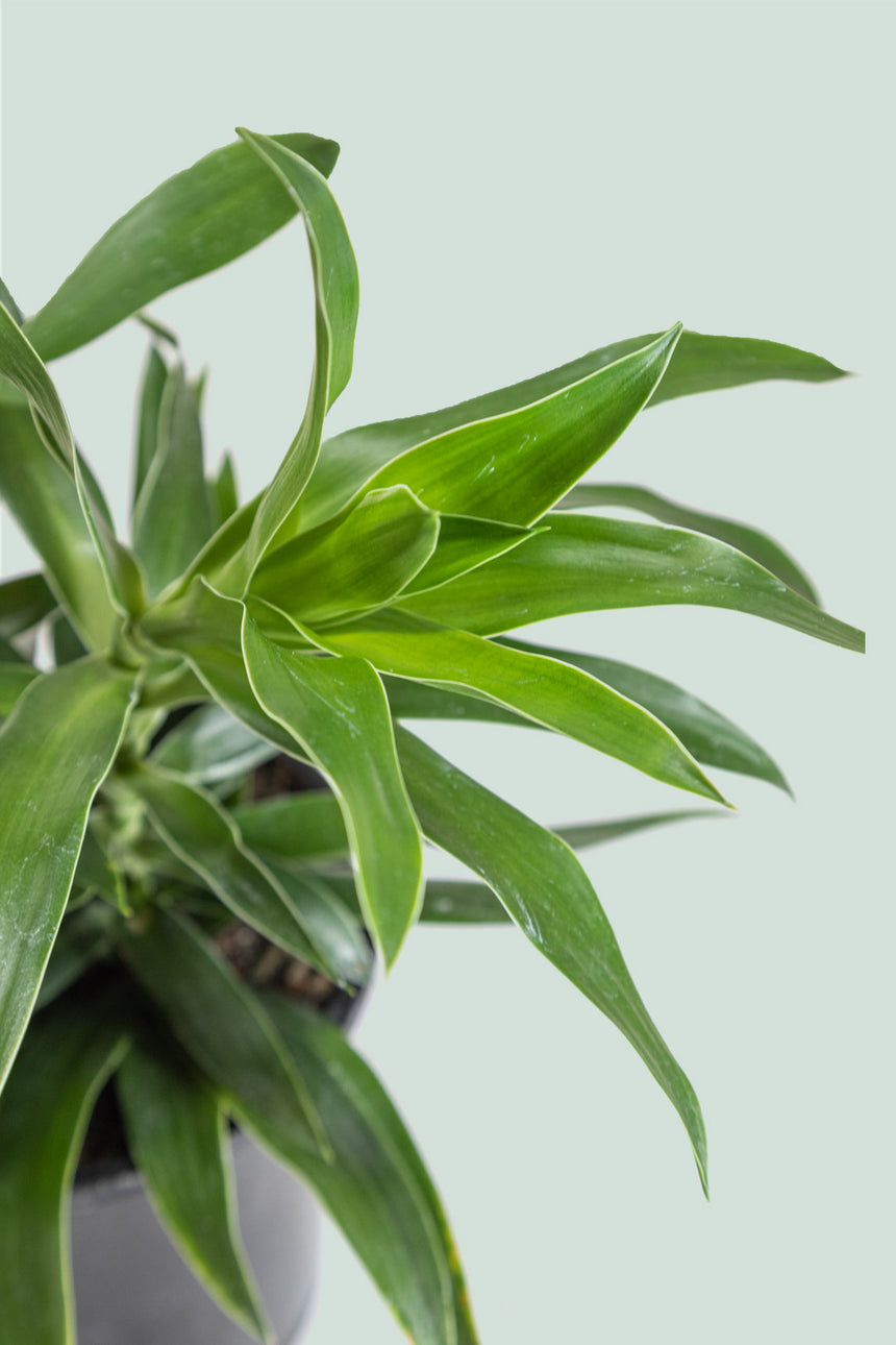 Dracaena reflexa - 1L / 14cm / Small