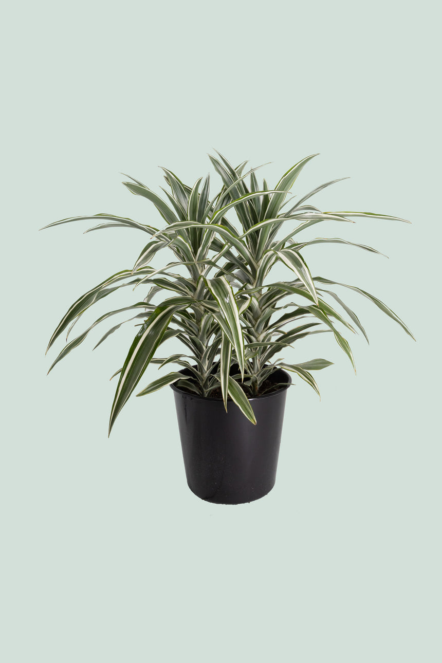 Warneckii - Dracaena fragrans - 10L / 25cm / Large