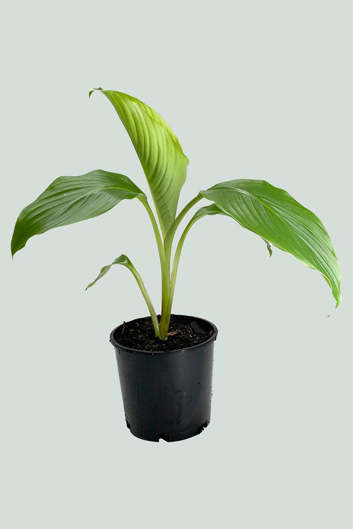 Abyssinian Banana - Ensete ventricosum - 10L / 25cm / Large