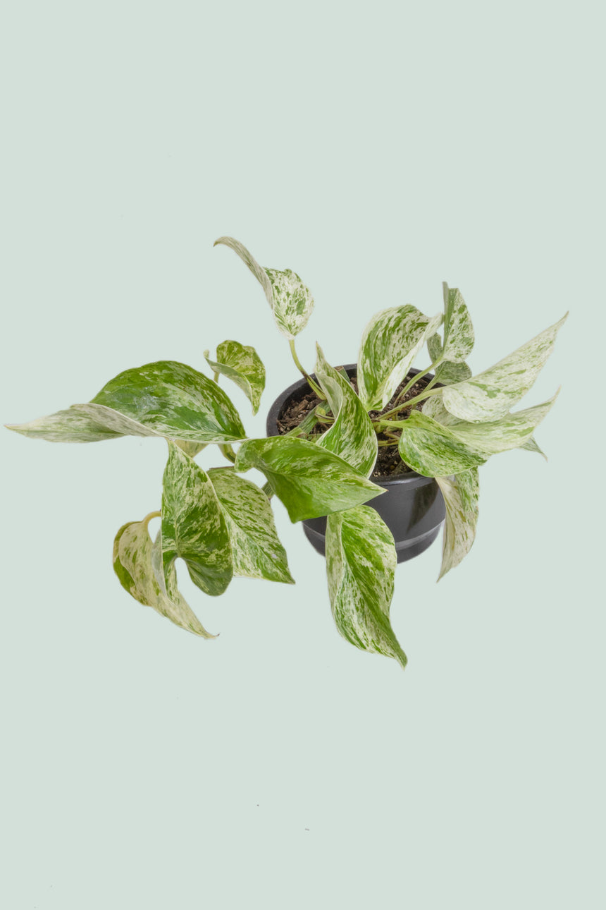 Marble Queen - Epipremnum aureum - 1L / 14cm / Small