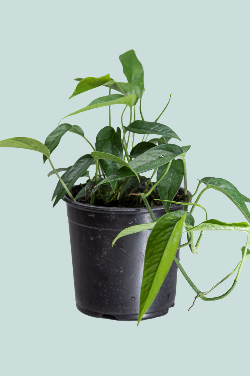 Epipremnum pinnatum - 1L / 14cm / Small