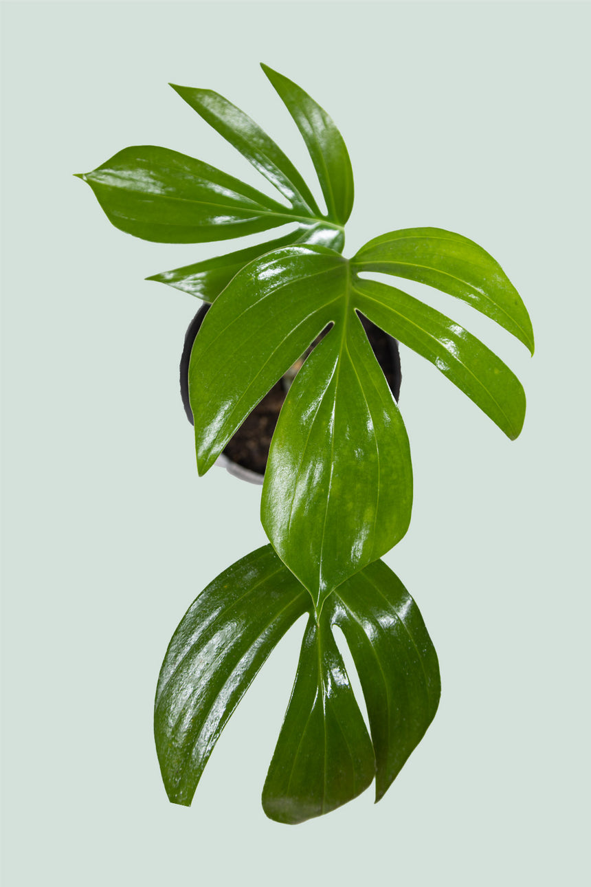 Dragon's Tail - Rhaphidophora decursiva - 1L / 14cm / Small