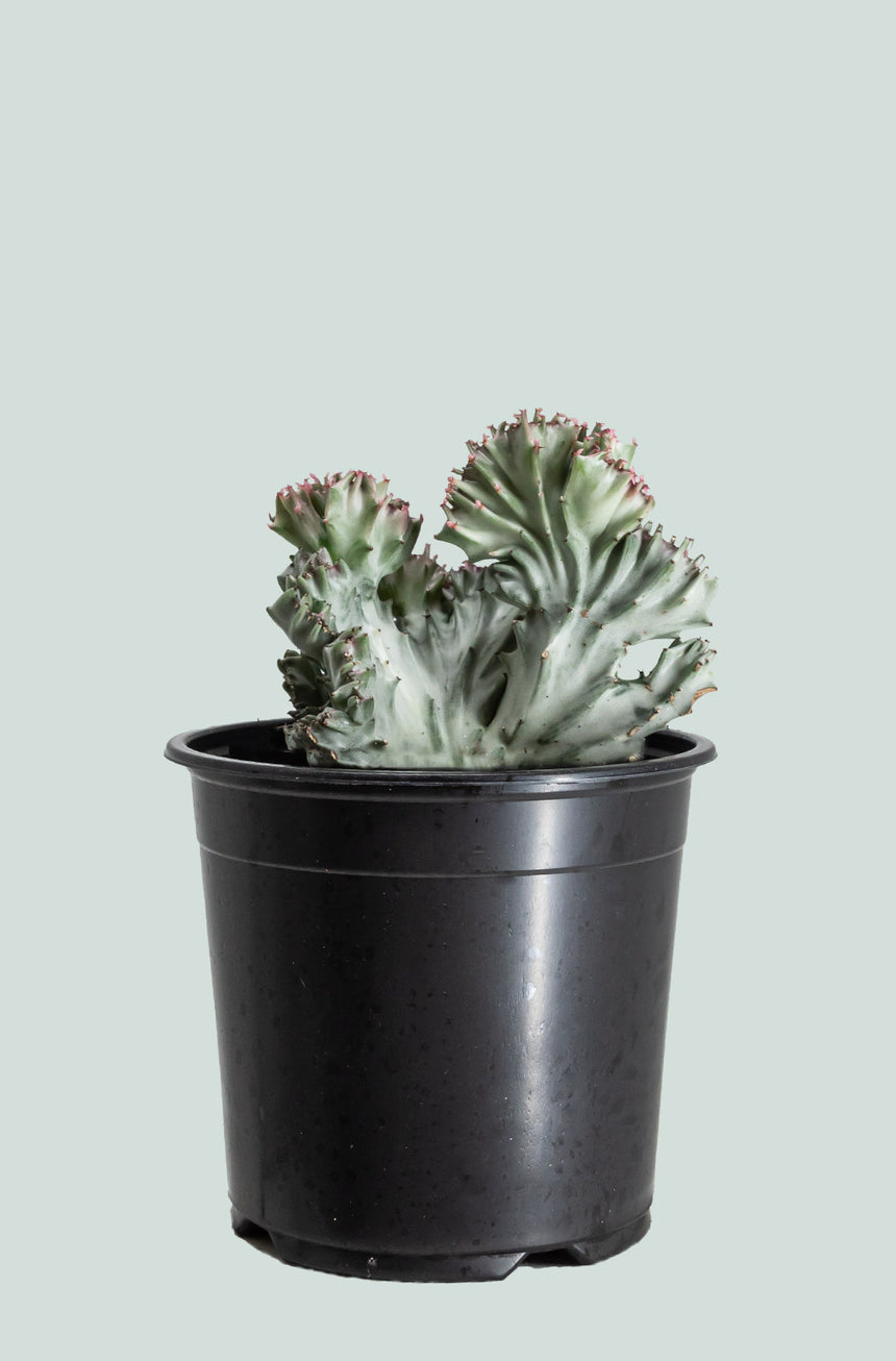 Crested Coral Cactus - Euphorbia lactea 'cristata' - 1L / 14cm / Small