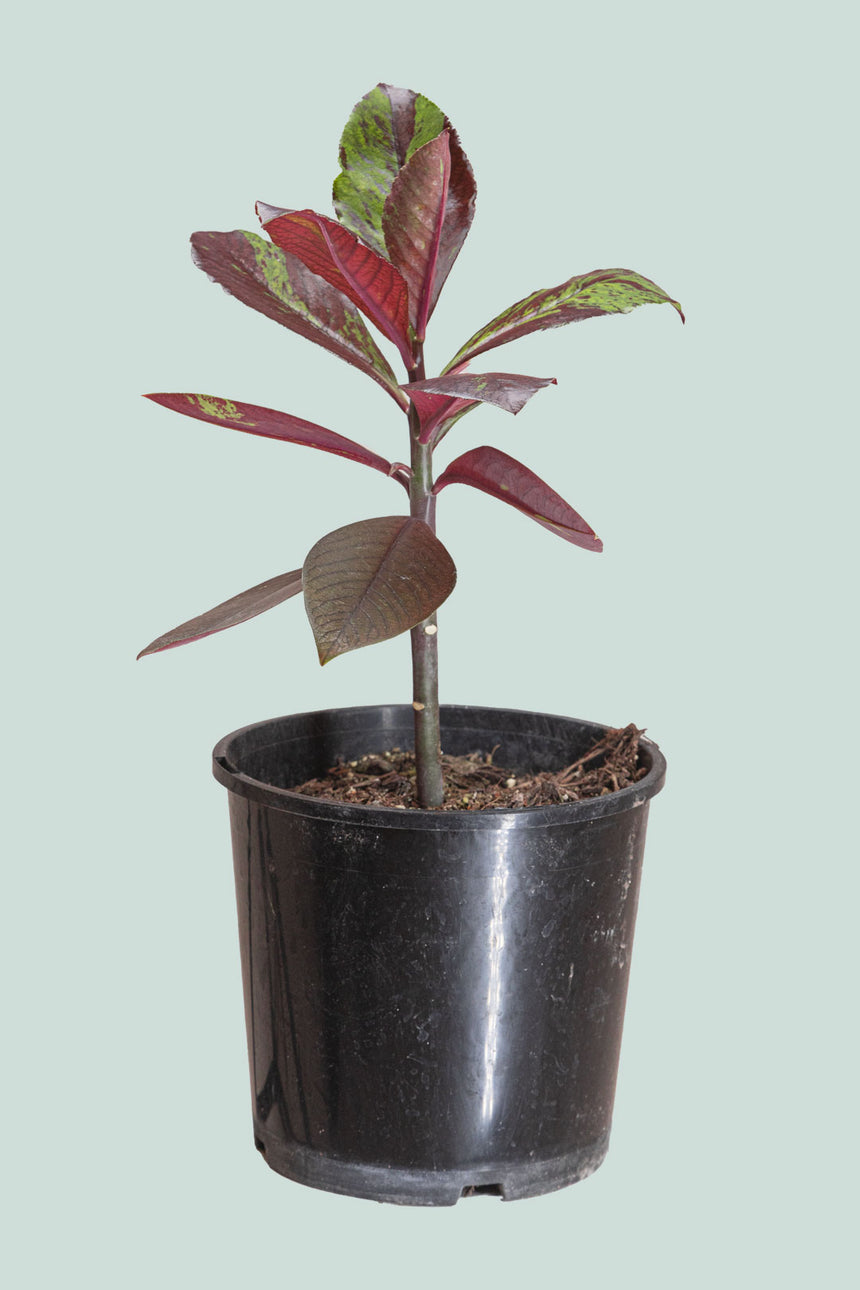 African Milk Bush - Euphorbia grantii - 2.5L / 17cm / Medium