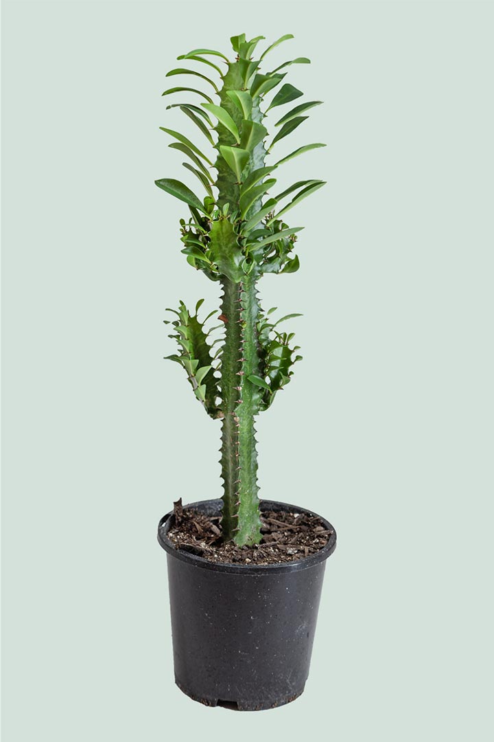 Castle Cactus Green Houseplant