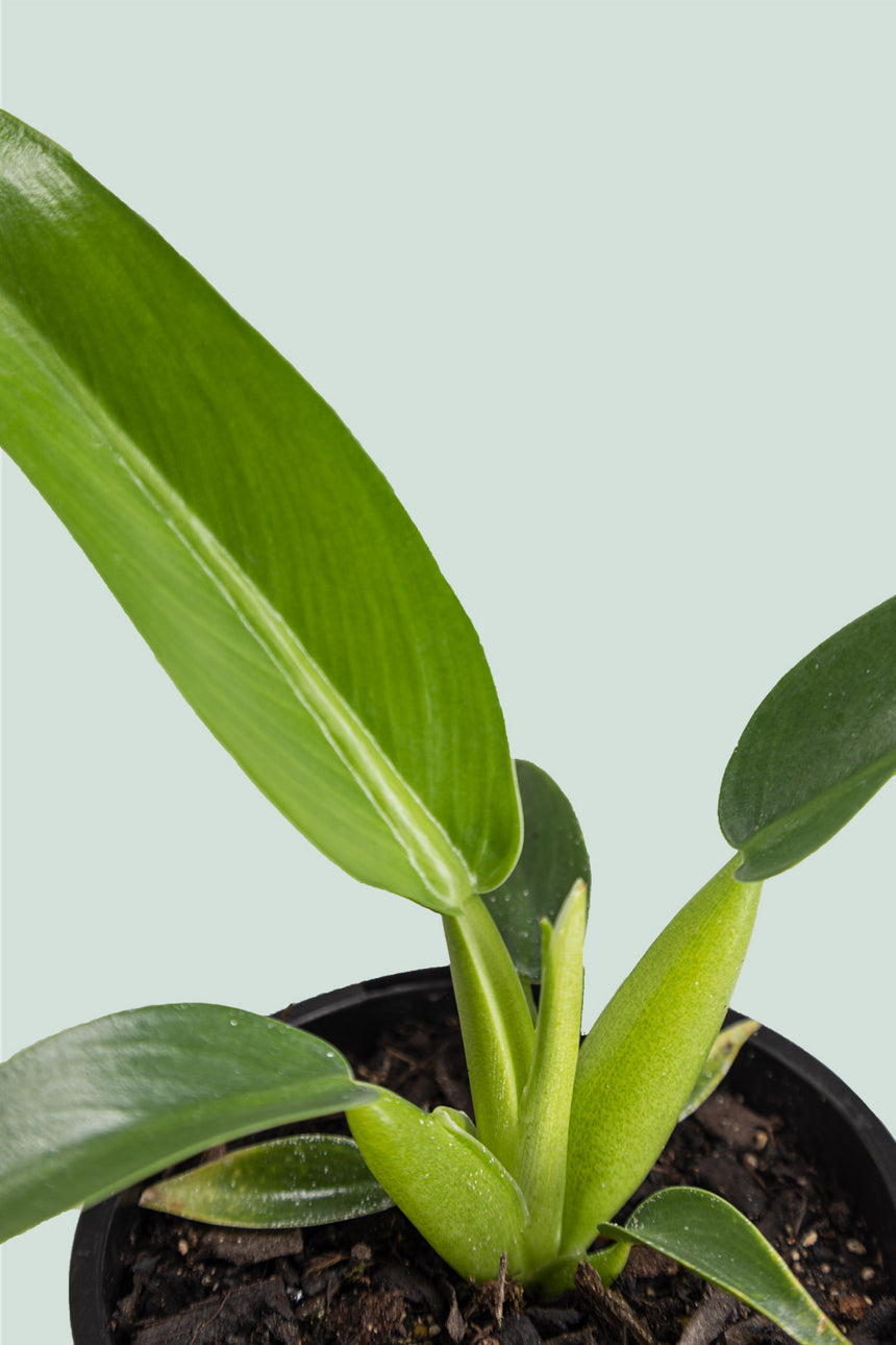 Fat Boy - Philodendron martianum  - 1L / 14cm / Small