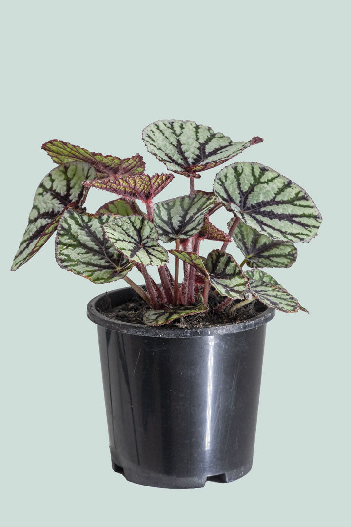 Begonia 'Fedor' - 1L / 14cm / Small