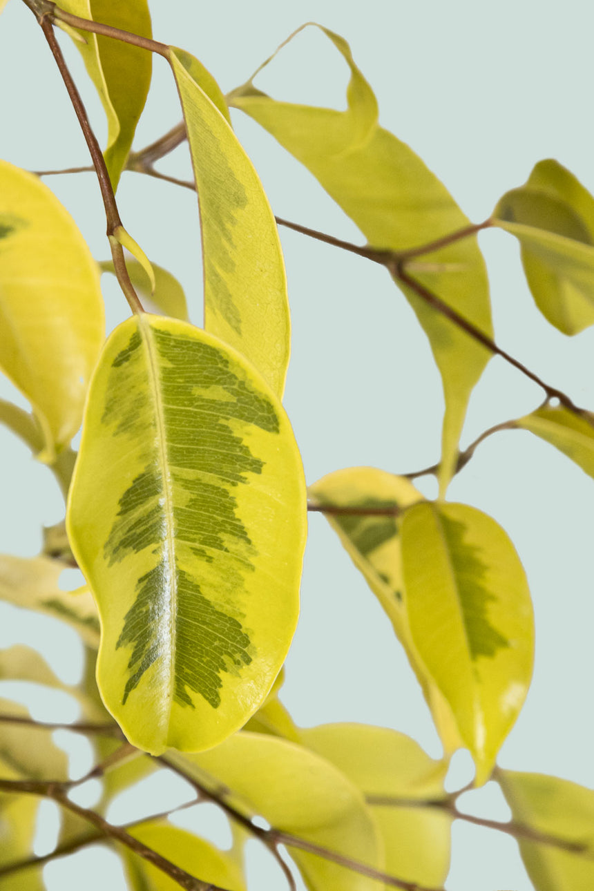 Reginald - Lime Variegated Weeping Fig - Ficus benjamina - 10L / 25cm / Large