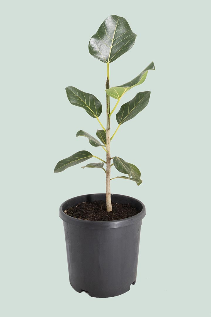 Ficus Audrey benghalensis indoor plant