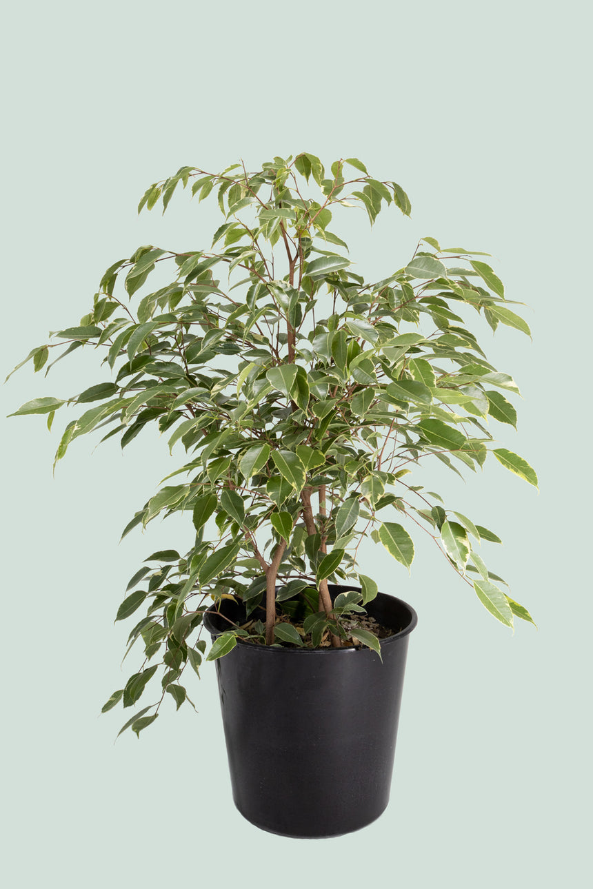 Golden King - Gold Variegated Weeping Fig - Ficus benjamina - 10L / 25cm / Large