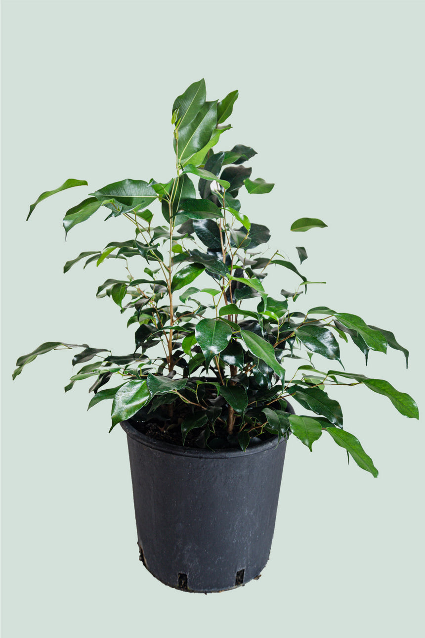 Danielle - Dark & Compact - Weeping Fig - Ficus benjamina - 10L / 25cm / Large