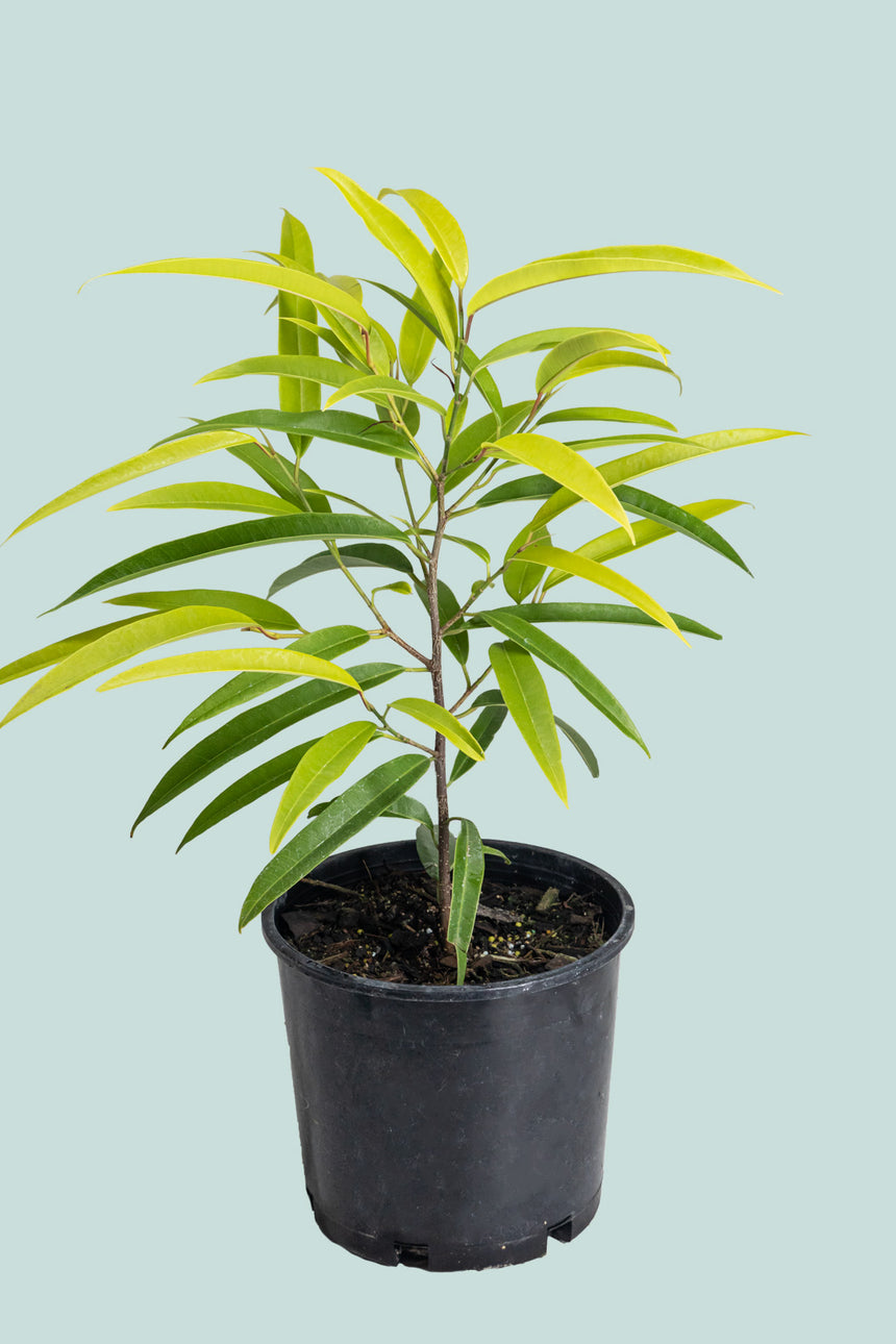 Ficus maclellandii 'Aurea'- 2.5L / 17cm / Medium