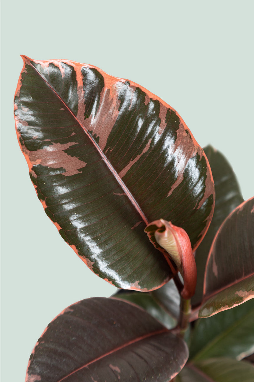 Ruby Rubber Tree - Ficus elastica - 2.5L / 17cm / Medium