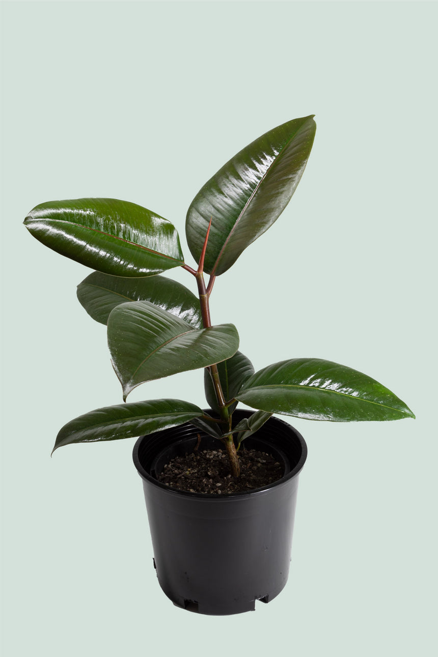 Robusta Rubber Tree - Ficus elastica - 2.5L / 17cm / Medium