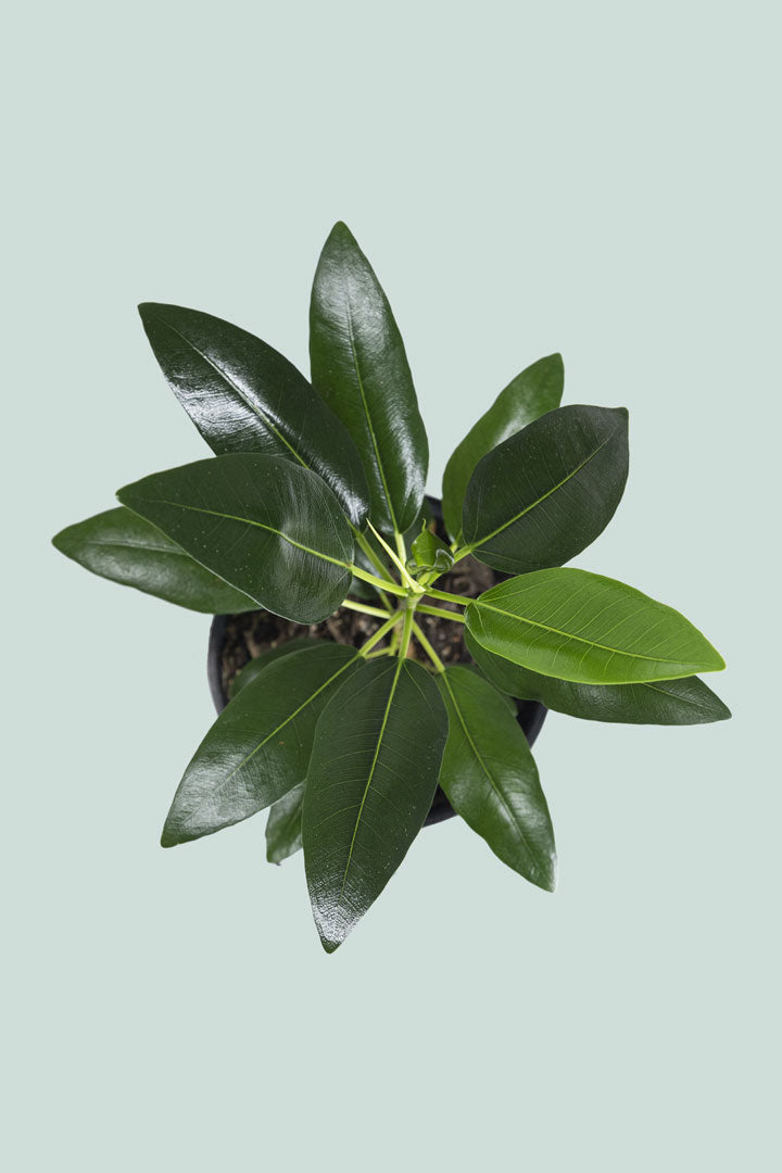 Ficus obliqua - 2.5L / 17cm / Medium