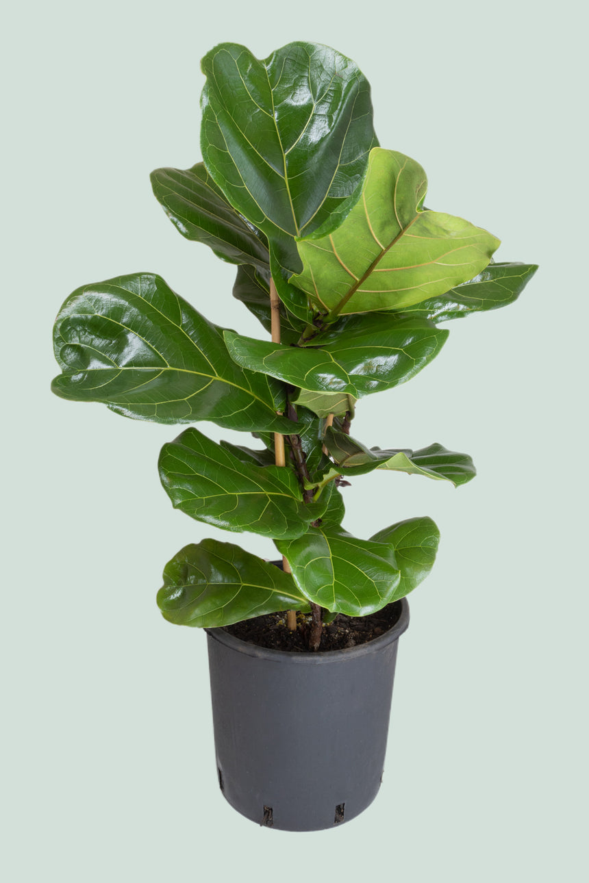 Fiddle Leaf Fig Double - Ficus lyrata - 10L / 25cm / Large