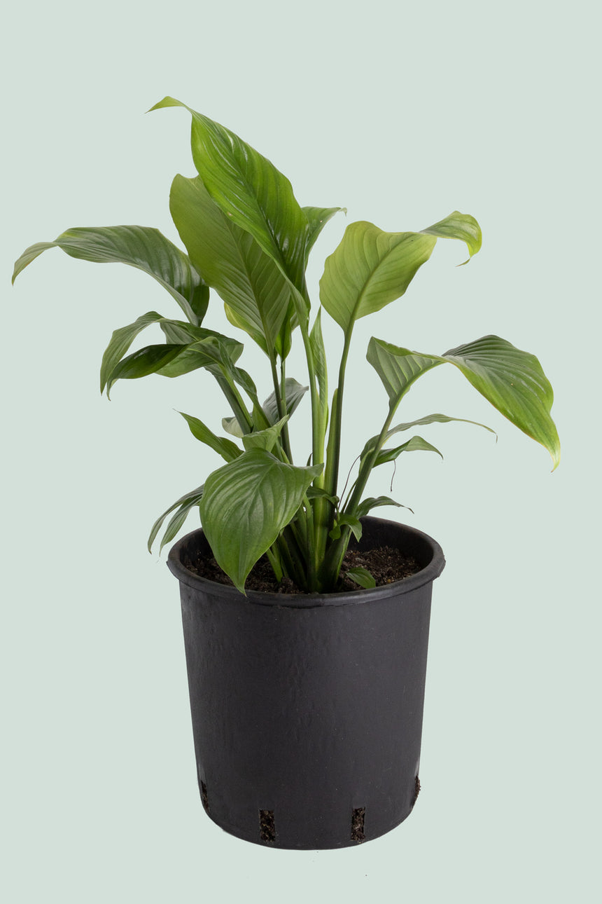Peace lily - Spathiphyllum - 10L / 25cm / Large