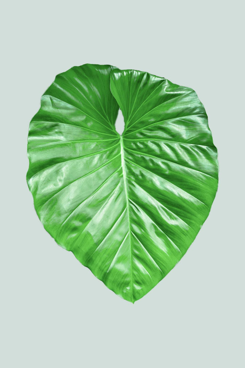 Giant Philodendron - Philodendron giganteum- 2.5L / 17cm / Medium