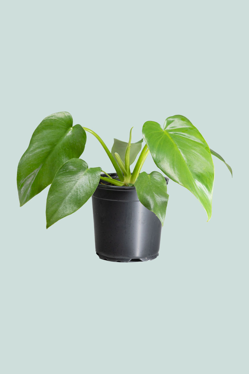 Giant Philodendron - Philodendron giganteum- 2.5L / 17cm / Medium