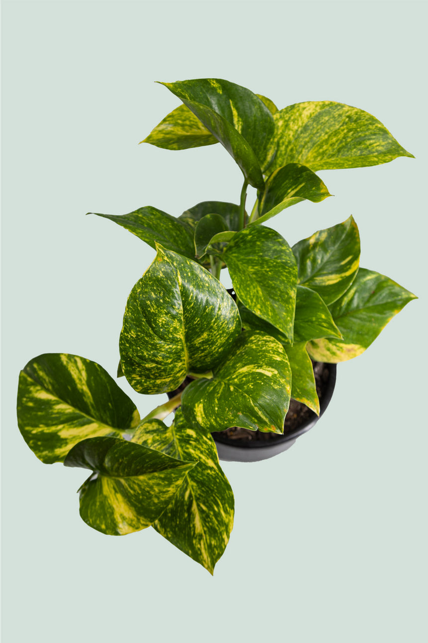 Gold Pothos triple - Epipremnum aureum - 2L / 17cm / Medium