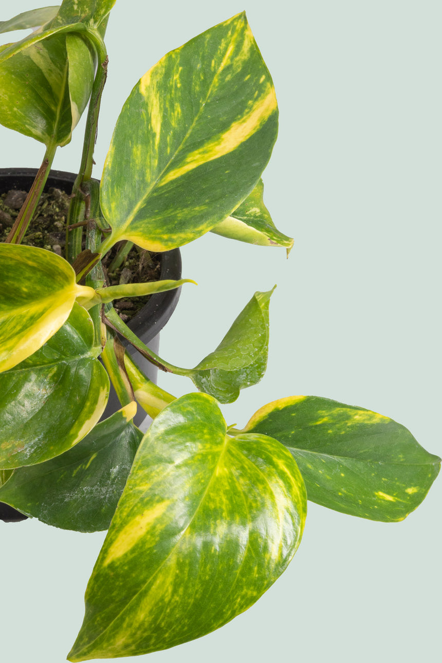 Gold Pothos triple - Epipremnum aureum - 2L / 17cm / Medium